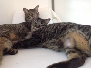 Blackie (right) with Noamie Blackie (right) with Noamie