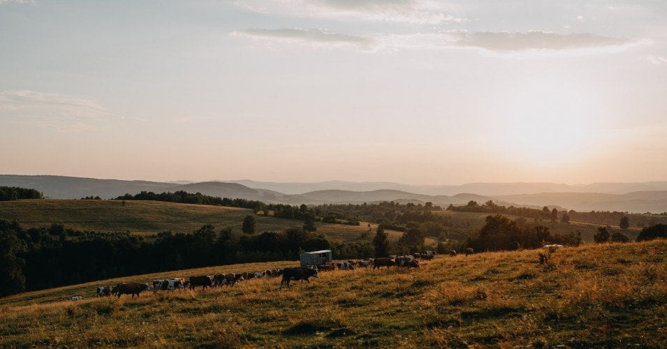We cannot afford an old-school agriculture secretary who maintains today’s disastrous status quo when the job calls for a bold change agent. (Photo courtesy of Barna Kovács, Unsplash)