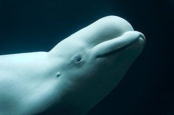 A beluga whale