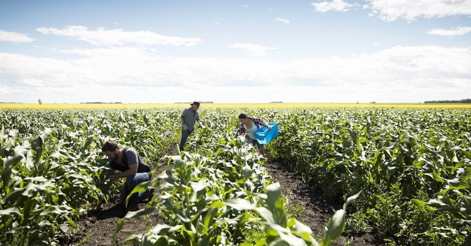 workers check crops in the field